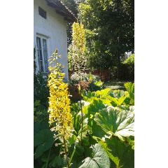 Języczka Przewalskiego (Ligularia przewalskii)